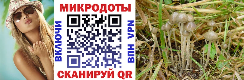Псилоцибиновые грибы Psilocybine cubensis  Ковров 